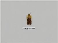 藏品(夜蛾科)的圖片